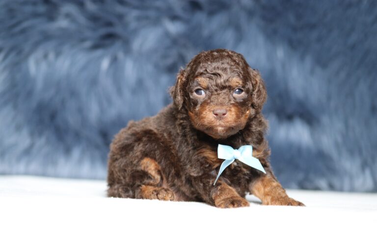7211a Scout-Mini Poodle Pupppy-The Puppy Lodge.JPG