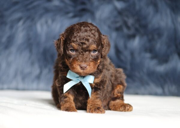 7211aa-Scout-Mini-Poodle-Pupppy-The-Puppy-Lodge-scaled.jpg