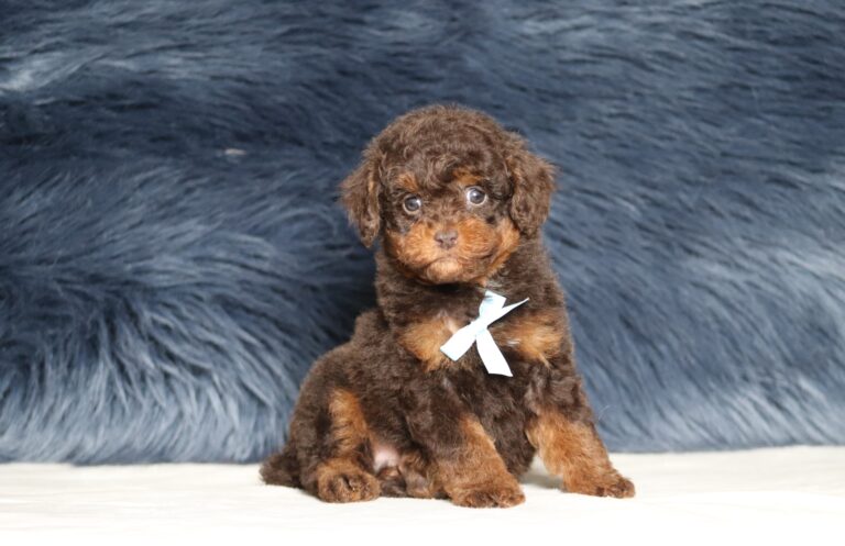 7211aaa-Scout-Mini-Poodle-Pupppy-The-Puppy-Lodge-1-scaled.jpg