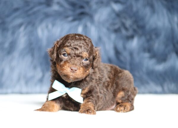 7211aaa-Scout-Mini-Poodle-Pupppy-The-Puppy-Lodge-scaled.jpg