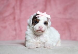 7213aa-Shelly-mini-poodle-puppy-The-Puppy-Lodge-scaled.jpg