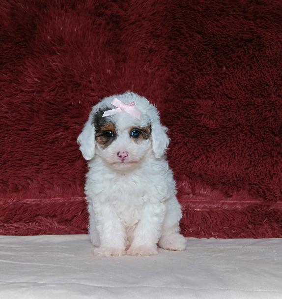 7213aaa-Shelly-Mini-Poodle-The-Puppy-Lodge.jpg
