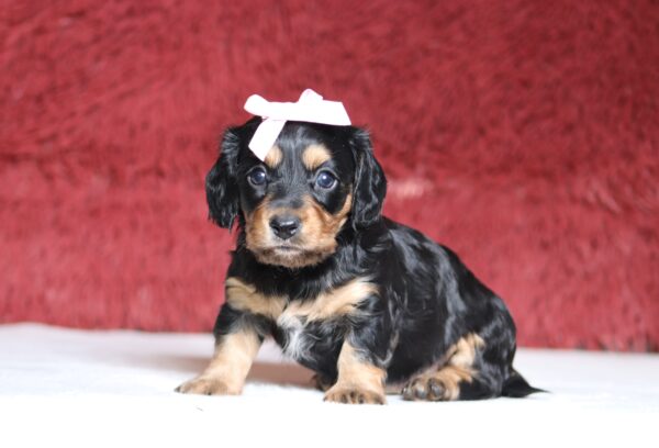 7214a-Ashley-dachshund-puppy-The-Puppy-Lodge-scaled.jpg