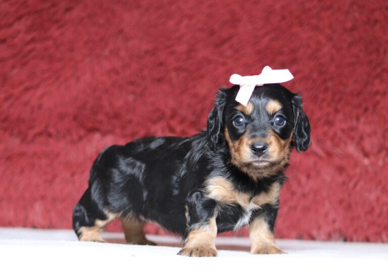 7214aa-Ashley-dachshund-puppy-The-Puppy-Lodge-scaled.jpg