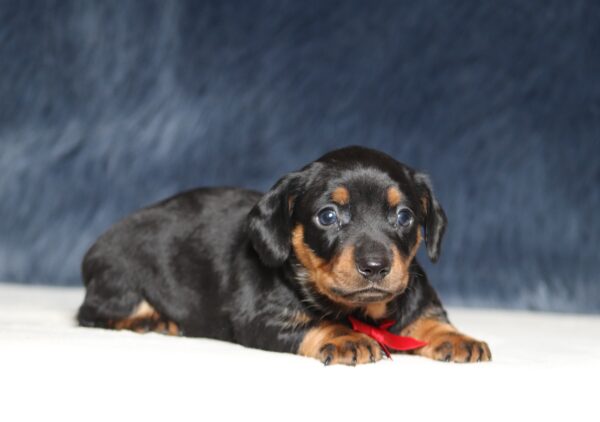 7215a Ashton-dachshund puppy -The Puppy Lodge.JPG