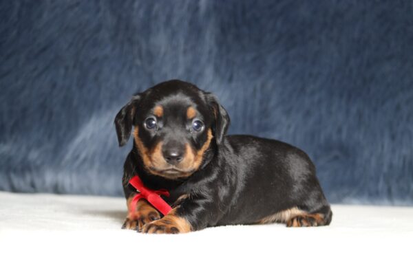 7215aa-Ashton-dachshund-puppy-The-Puppy-Lodge-scaled.jpg