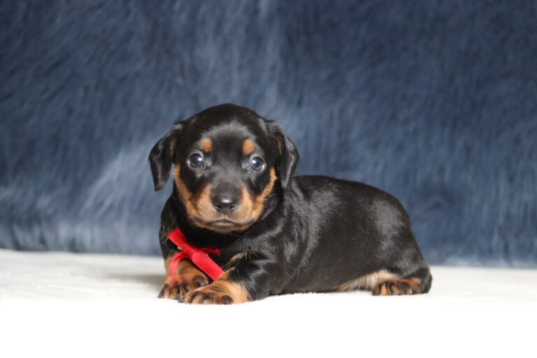 7215aa-Ashton-dachshund-puppy-The-Puppy-Lodge-scaled.jpg