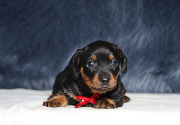 7215aaa-Ashton-dachshund-puppy-The-Puppy-Lodge-scaled.jpg