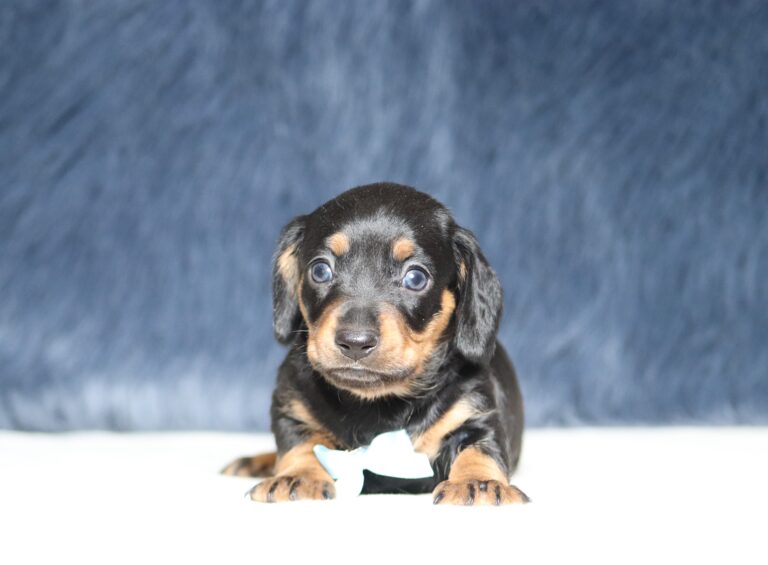 7216a-Asher-dachshund-puppy-The-Puppy-Lodge-scaled.jpg