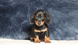 7216aa-Asher-dachshund-puppy-The-Puppy-Lodge-1-scaled.jpg