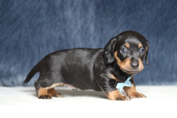 7216aa-Asher-dachshund-puppy-The-Puppy-Lodge-scaled.jpg