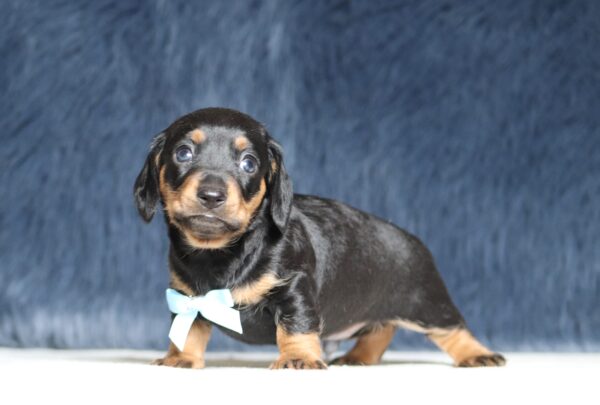 7216aaa-Asher-dachshund-puppy-The-Puppy-Lodge-scaled.jpg