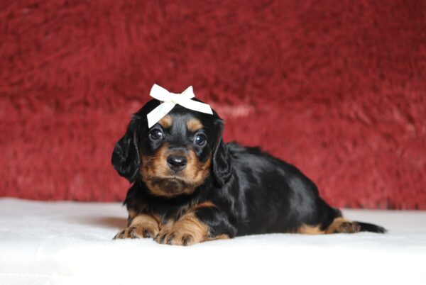 7217a Avery-dachshund puppy -The Puppy Lodge.JPG