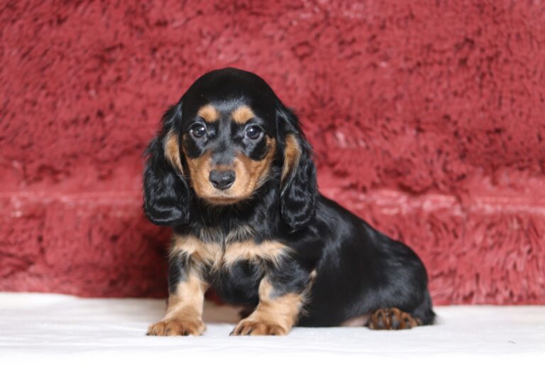 7217aa-Avery-dachshund-puppy-The-Puppy-Lodge-1-scaled.jpg