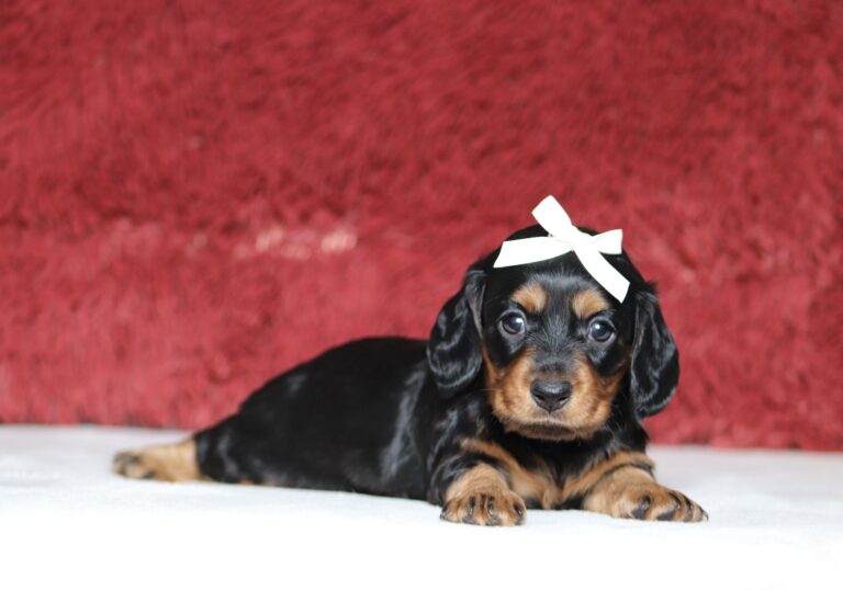 7217aaa-Avery-dachshund-puppy-The-Puppy-Lodge-scaled.jpg