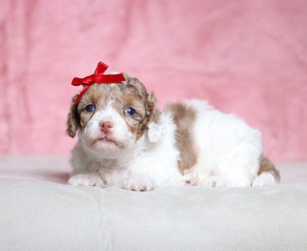 7218a-Sunny-Doxidoodle-puppy-The-Puppy-Lodge-scaled.jpg
