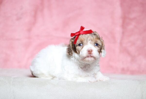 7218aa-Sunny-Doxidoodle-puppy-The-Puppy-Lodge-scaled.jpg