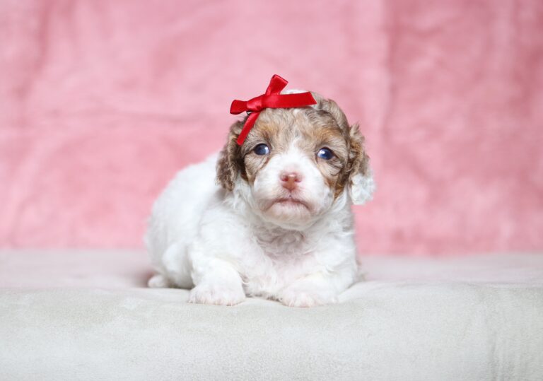 7218aaa-Sunny-Doxidoodle-puppy-The-Puppy-Lodge-scaled.jpg
