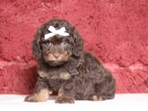 7219a-Sunny-Doxidoodle-puppy-The-Puppy-Lodge-1-scaled.jpg