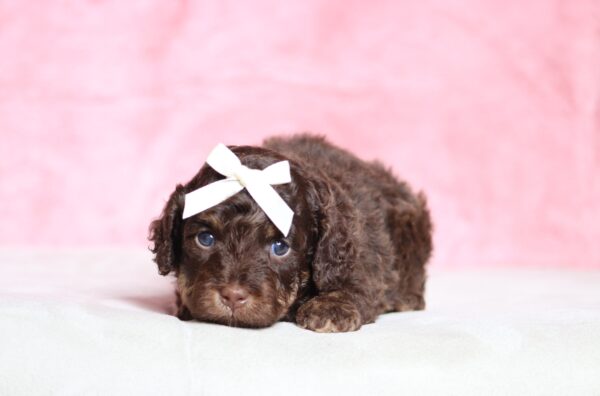 7219a-Sunny-Doxidoodle-puppy-The-Puppy-Lodge-scaled.jpg
