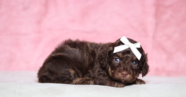 7219aa-Sunny-Doxidoodle-puppy-The-Puppy-Lodge-scaled.jpg