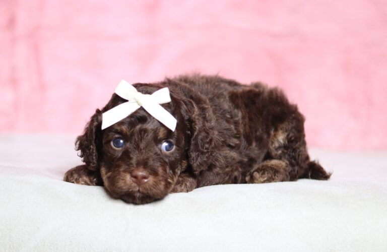 7219aaa Sunny- Doxidoodle puppy-The Puppy Lodge.JPG