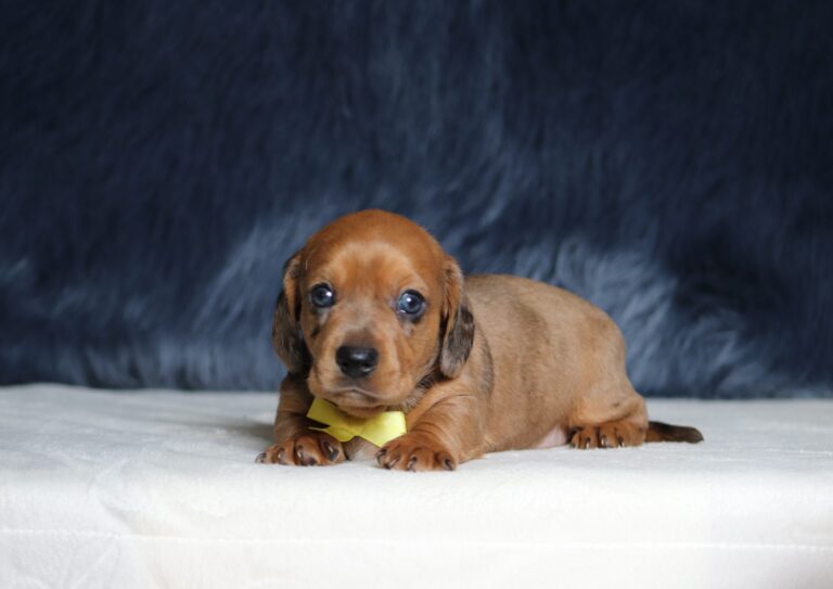 7220a-Austin-dachshund-puppy-The-Puppy-Lodge-scaled.jpg