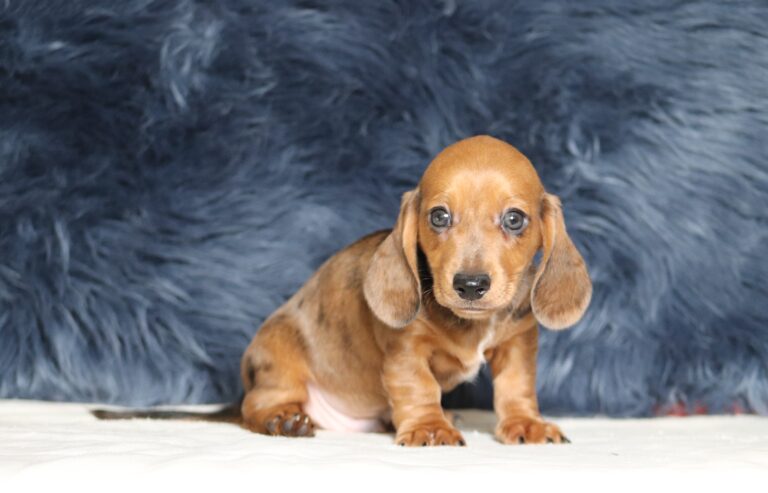 7220aa-Austin-dachshund-puppy-The-Puppy-Lodge-2-scaled.jpg