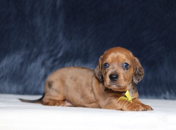 7220aa-Austin-dachshund-puppy-The-Puppy-Lodge-scaled.jpg