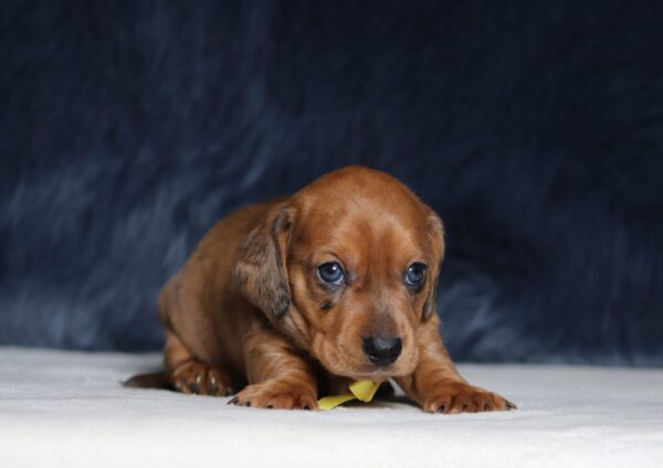 7220aaa-Austin-dachshund-puppy-The-Puppy-Lodge-scaled.jpg