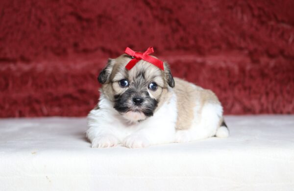 7467a-Sinta-Teddy-Bear-Puppy-The-Puppy-Lodge-scaled.jpg
