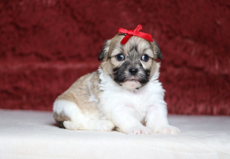 7467aa-Sinta-Teddy-Bear-Puppy-The-Puppy-Lodge-scaled.jpg