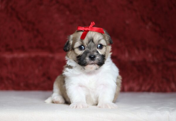 7467aaa Sinta Teddy Bear Puppy -The Puppy Lodge.JPG