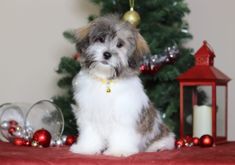 7468aaaSpencer teddy bear-the puppy lodge