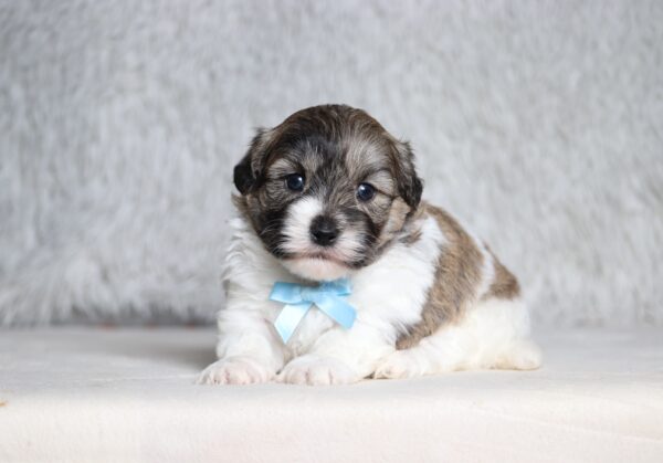 7468a-Spencer-Teddy-Bear-Puppy-The-Puppy-Lodge-scaled.jpg
