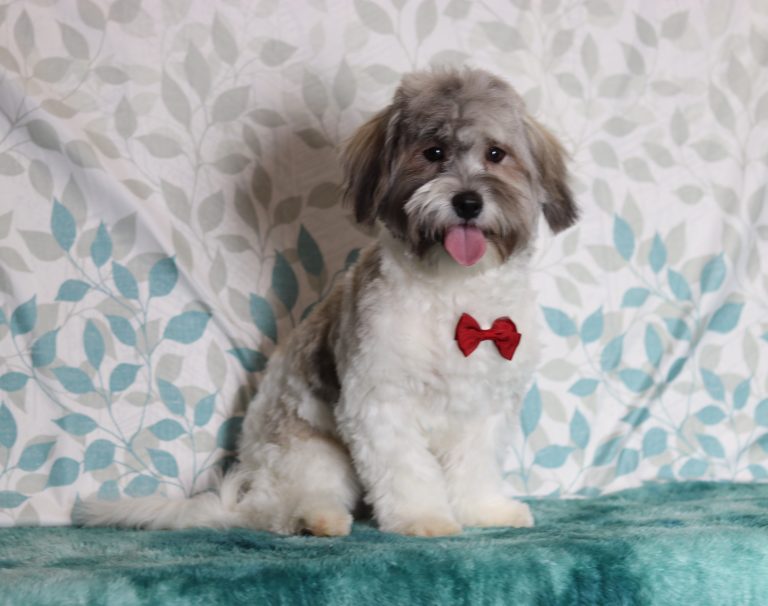 7468a Spencer teddy bear puppy-The Puppy Lodge