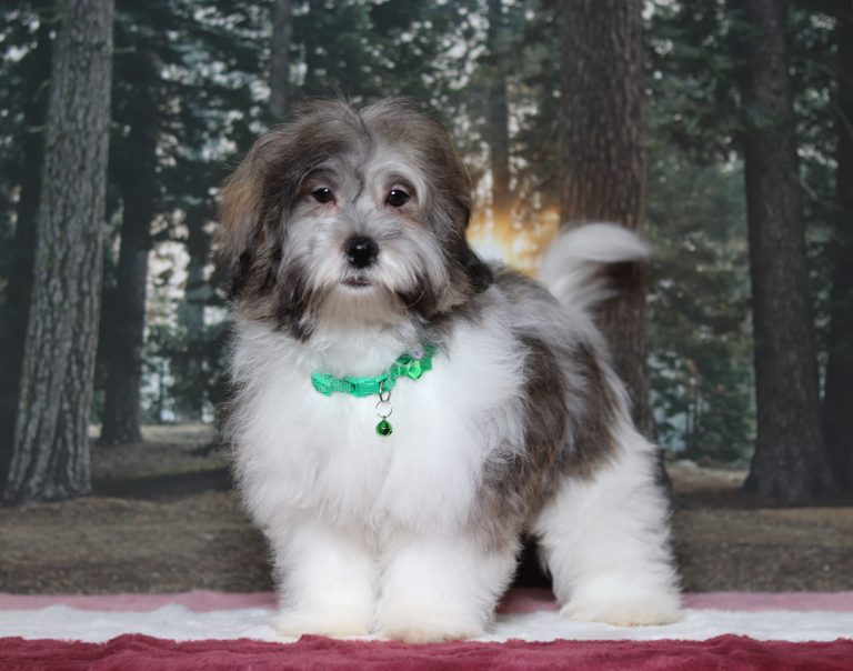 7468aaaSpencer the teddy bear-the puppy lodge