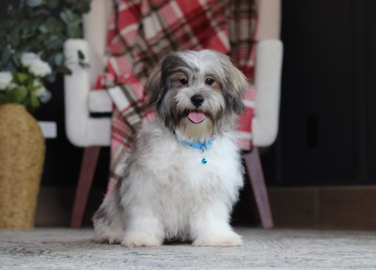 7468aaaSpencer the teddy bear-the puppy lodge