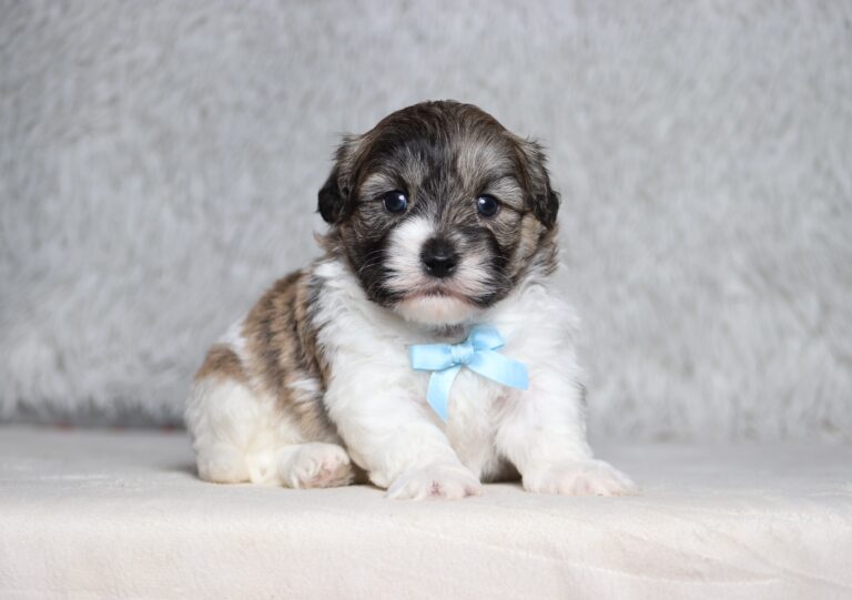 7468aa-Spencer-Teddy-Bear-Puppy-The-Puppy-Lodge-scaled.jpg