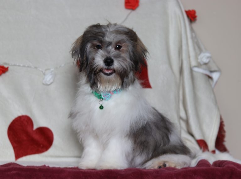 7468aaaSpencer the teddy bear-the puppy lodge