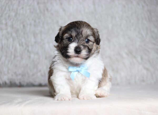 7468aaa Spencer Teddy Bear Puppy -The Puppy Lodge.JPG