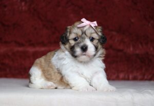 7469aaa Sidonie Teddy Bear Puppy -The Puppy Lodge.JPG