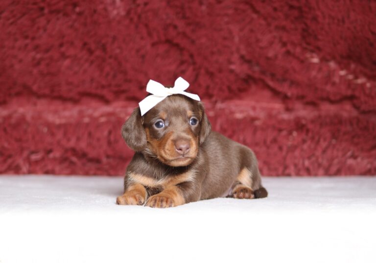7471a-Rosa-Dachshund-Puppy-The-Puppy-Lodge-scaled.jpg