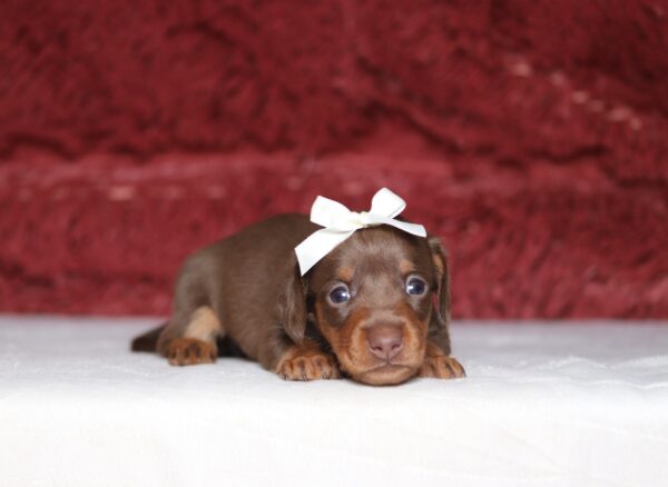 7471aaa-Rosa-Dachshund-Puppy-The-Puppy-Lodge-scaled.jpg