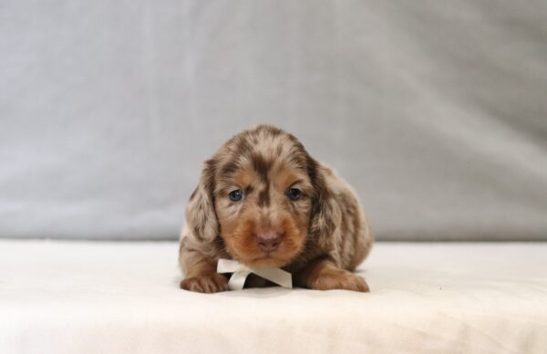 7473a-Ralph-Dachshund-Puppy-The-Puppy-Lodge-scaled.jpg