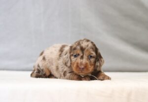 7473aa-Ralph-Dachshund-Puppy-The-Puppy-Lodge-scaled.jpg