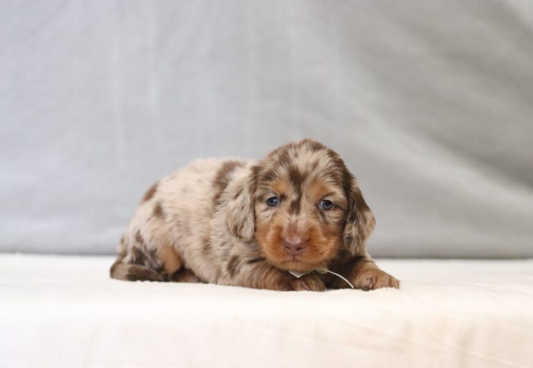 7473aa-Ralph-Dachshund-Puppy-The-Puppy-Lodge-scaled.jpg