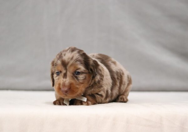 7473aaa Ralph Dachshund Puppy -The Puppy Lodge.JPG