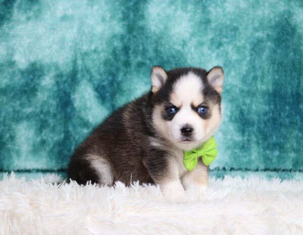 9432a-Lesley-pomsky-puppy-The-Puppy-Lodge-scaled.jpg
