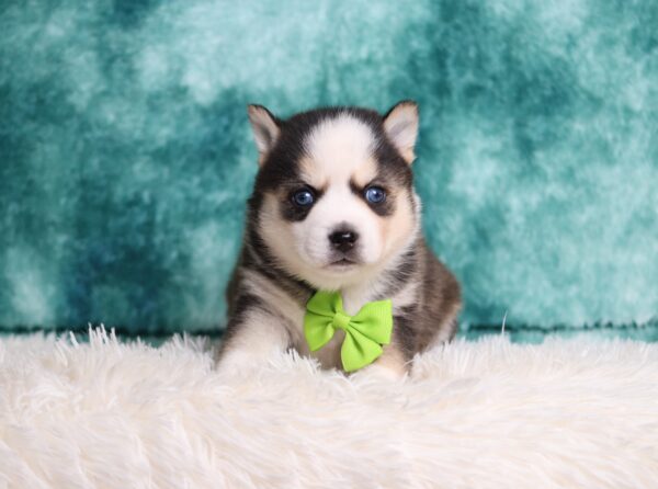 9432aa-Lesley-pomsky-puppy-The-Puppy-Lodge-scaled.jpg